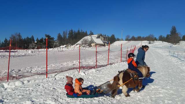 Poney Luge