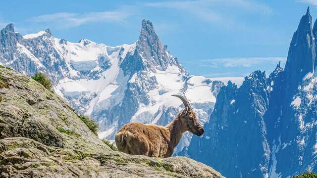 Randonnée accompagnée Journée à Chamonix - La maison Umaylam