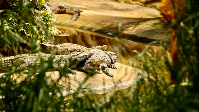 Salle de séminaire à la Ferme aux Crocodiles
