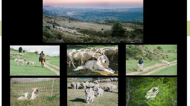Exposition: On vous dit Patou - Rencontre avec la photographe