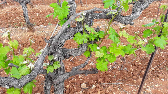 Sentier Randonner Autrement - De vigne en vigne