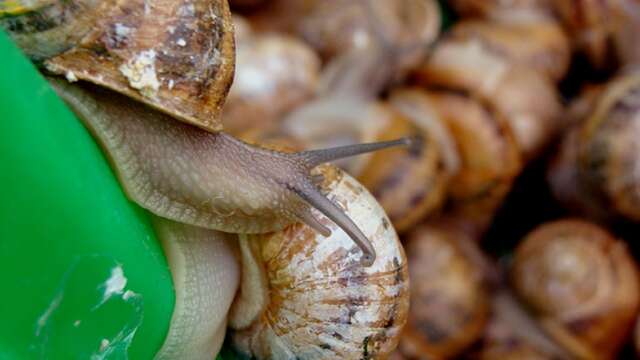 Heliciculture (snails): Escargots  la dominette