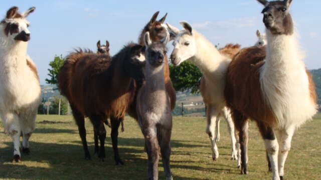 Lamas des Plaines (Llama breeding farm)