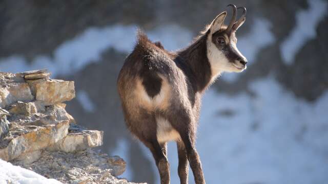 Randonnée Chamois - Bureau des Guides de Briançon