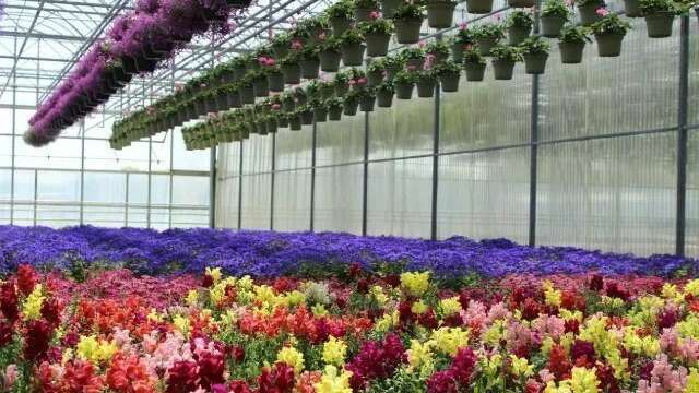 Visite guidée de l'exploitation horticole Valbray #JEP2026