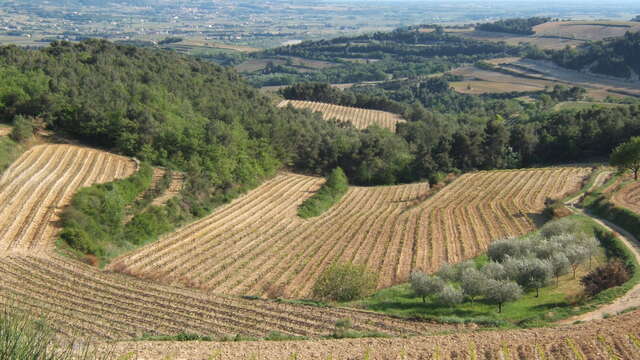 Visite du vignoble et de la cave - Domaine Du Bramadou