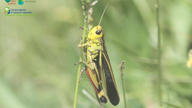 Soirée papillons et orthoptères