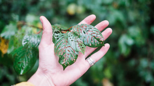 Recettes Sauvages des Montagnes