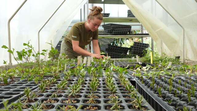 Formation "Semis et bouturage"