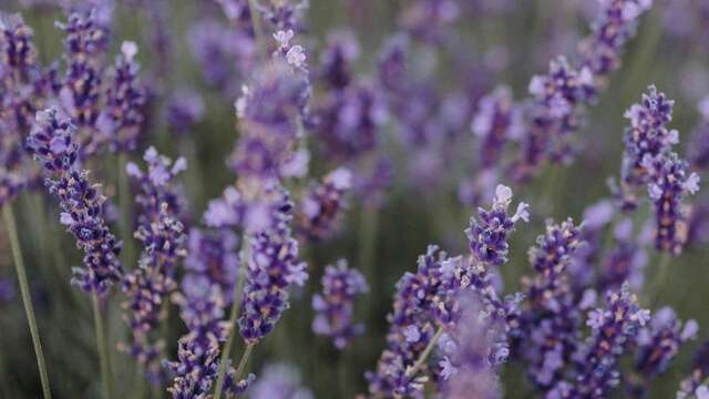 Les Mardis Plantes & Santé - Les Échappées Estivales