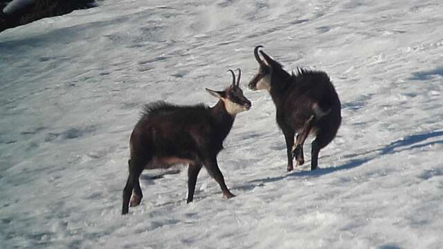 Randonnée en raquettes : Observation de la grande Faune