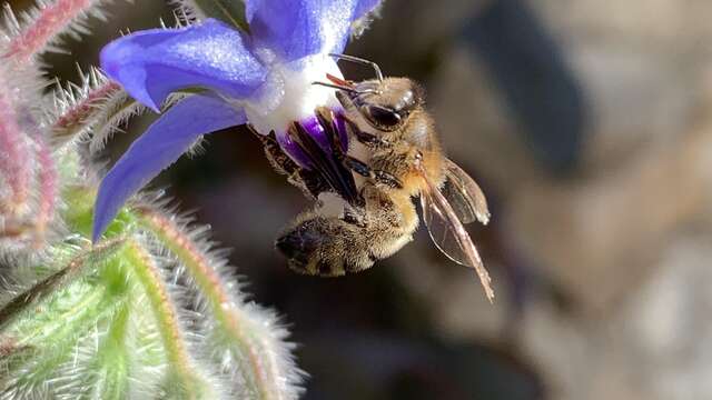 A la découverte des abeilles noires des Hautes-Alpes