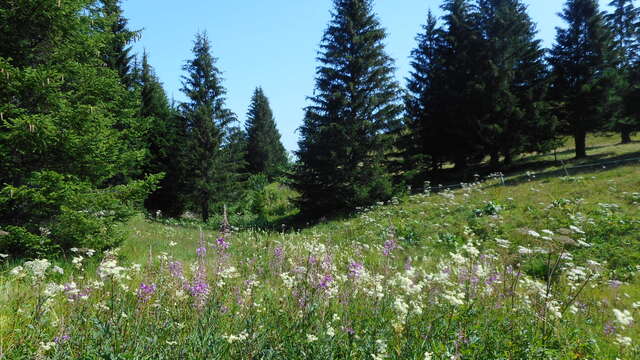 COMPLET - Les plantes sauvages comestibles et médicinales I Rendez-vous Nature en Savoie