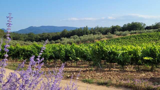 Balades et découverte géologique du vin et son terroir au Domaine Château des Selves