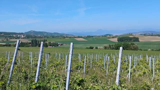 Balade à vélo - Découverte des vins d'Auvergne