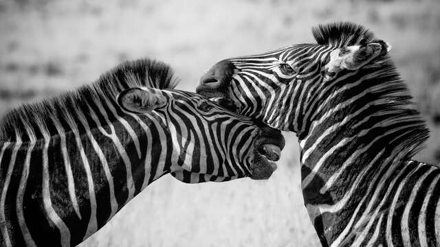 Exposition 3 - 6 ans : Animalement vôtre