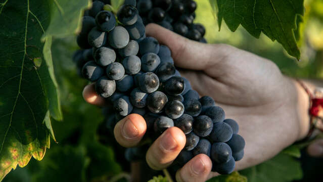 Atelier Découverte "100% Syrah"  - M.CHAPOUTIER