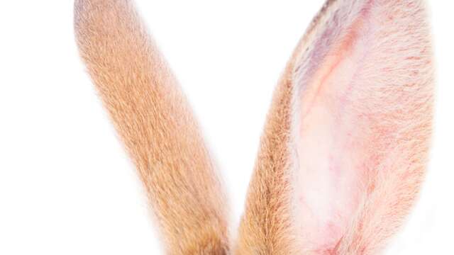 La chasse aux lapins crétins