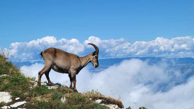 Guided hike animal tracks and clues