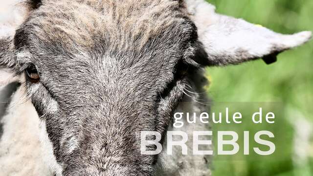Exhibition: “Gueules de Brebis”