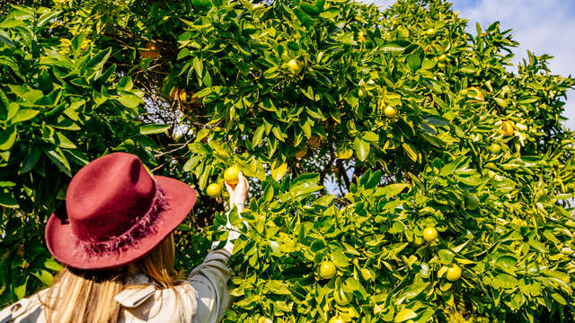 Fabienne and Fabien Flotte - Producer of IGP Menton Lemon