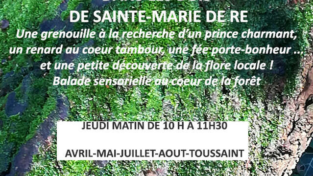 Märchenhafter Spaziergang im Wald von Sainte-Marie