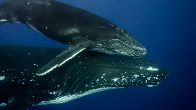 Mobydick Tahiti - Whale watching tours