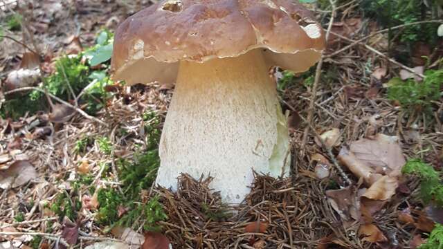 Semaine gourmande : Balade-découverte en sous-bois