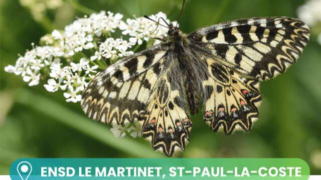 À la découverte des papillons