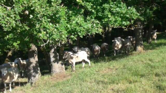 GAEC Sabot - La ferme des pins qui dansent