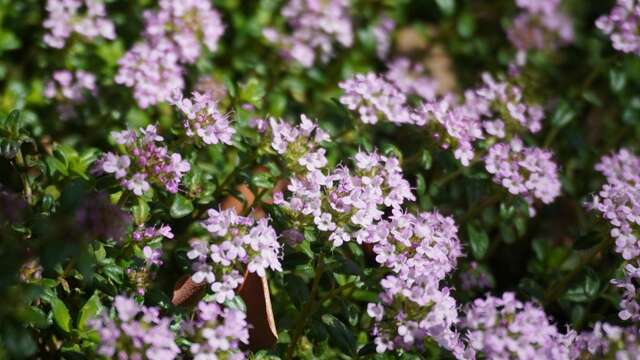 Les Mardis Plantes & Santé - Les Échappées Estivales