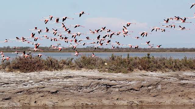 La visite “Les Joyaux de Camargue” à la manade Allard