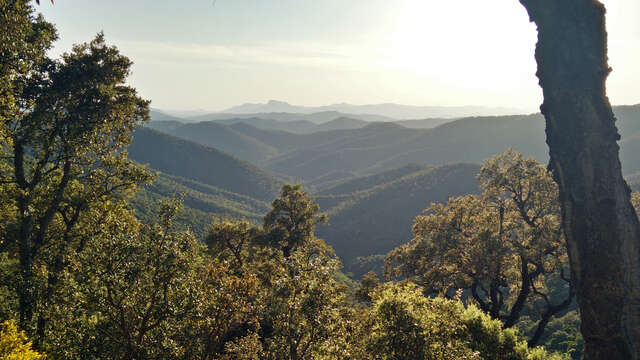 Massif des Maures