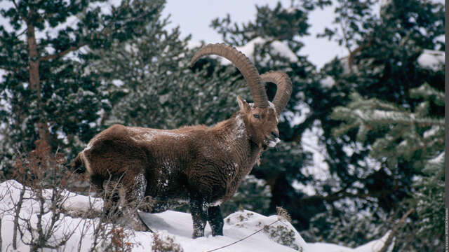A la découverte de la faune en hiver - Sentier du Fornet