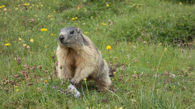 L'Avis des Marmottes