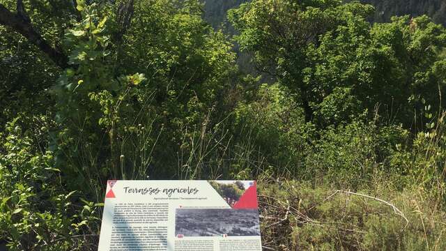 Agricultural terraces