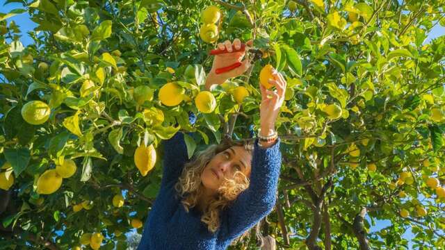 Visite de Producteur Citron de Menton - Emilie et les Citrons de Pépé - Producteur Citron de Menton IGP