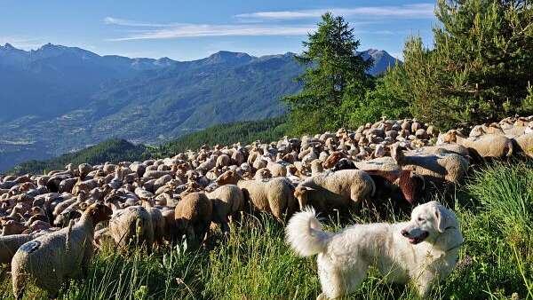 Discovering pastoralism