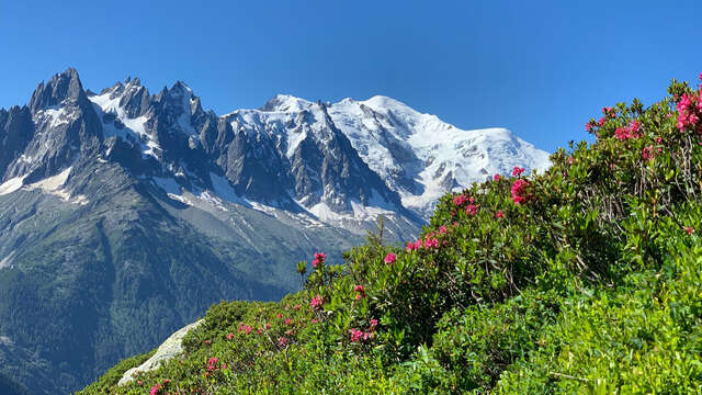 Randonnée Aiguillette d'Argentière