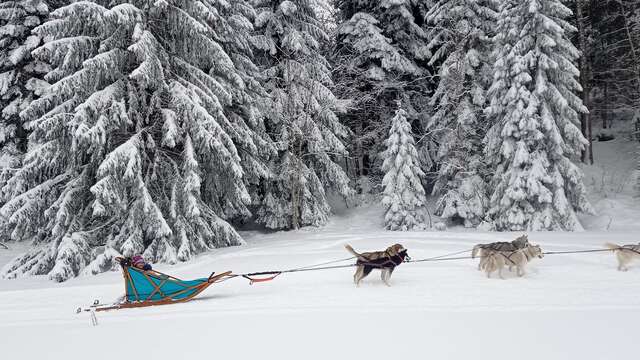 Dogsledding with Symbiose
