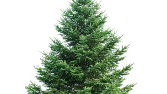 Pourquoi les conifères sont-ils les stars de l’hiver ?