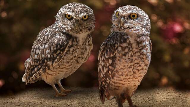 Sortie LPO - Chauve-Souris et oiseaux nocturnes