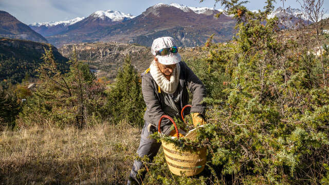 Discover mountain plant gathering and balm-making workshop