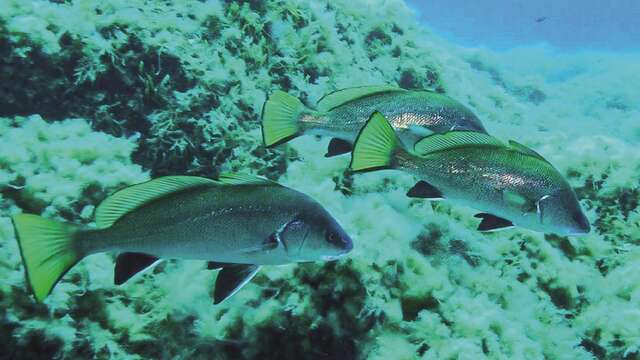 Exploring the Seabed