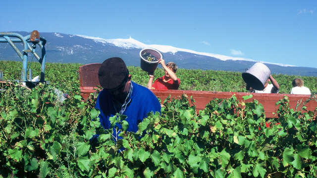 Visite spéciale vendanges