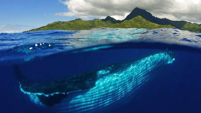 Dolphins & Whales Spirit Adventure
