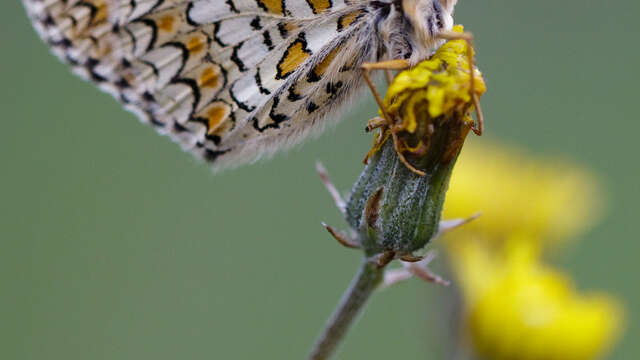 A la rencontre des papillons