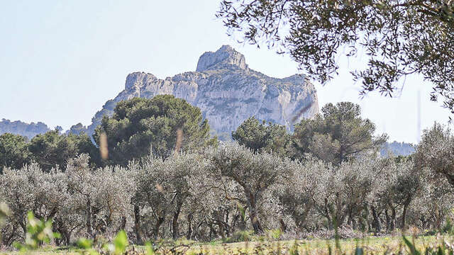 Site d'escalade de Saint-Rémy-de-Provence - Mont Gaussier - Les Abeilles