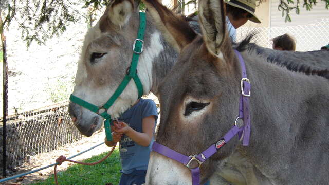 Au pays d'Heidi, autour de la ferme et des ânes en contes et légendes