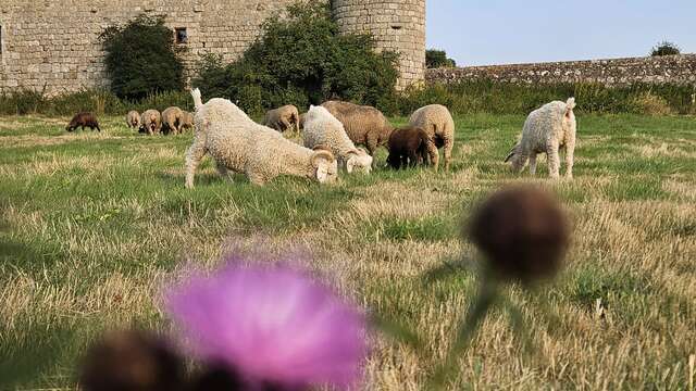 L'écho-domaine du château du Mazel
